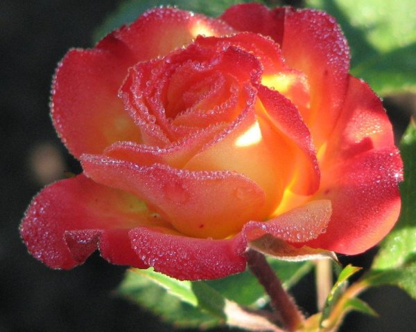 Красивые желтые цветы