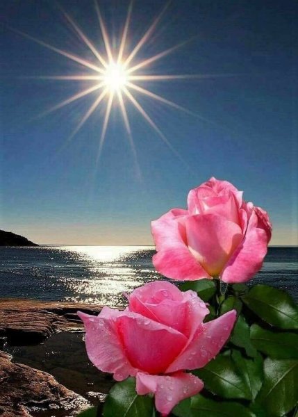 Утренняя роза