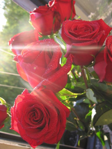 Роза в росе