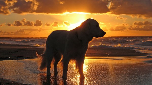 Английский кокер-спаниель