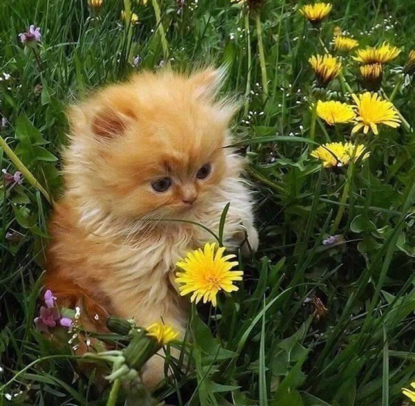 Кот на солнце