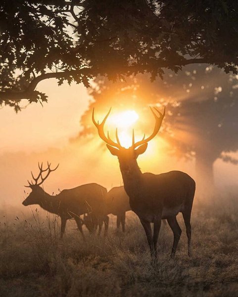 Лиса на солнышке