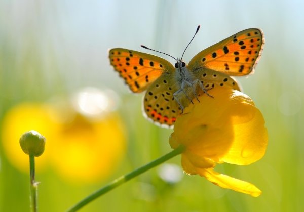 Позитивное солнышко