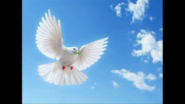 Натяжные потолки облака с голубями