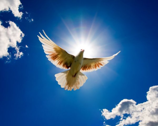 Голуби в небе