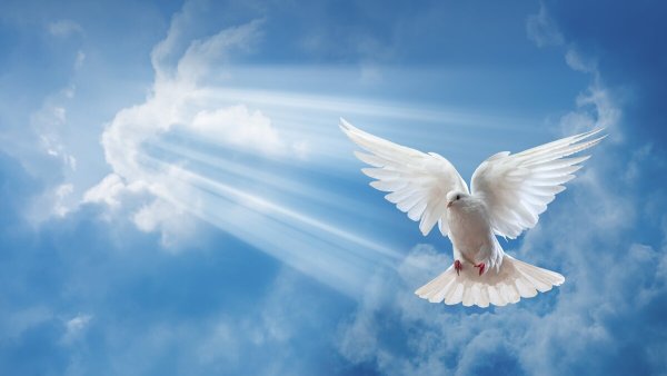 Голубь с расправленными крыльями