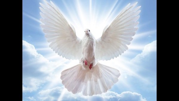 Голуби обои