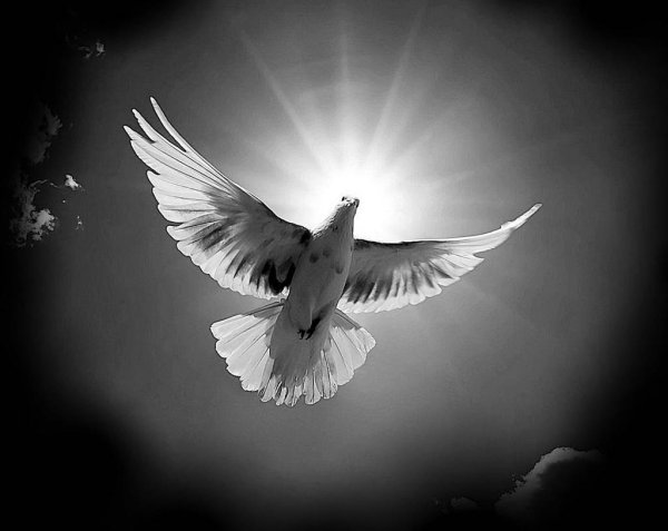 Белые голуби в небе