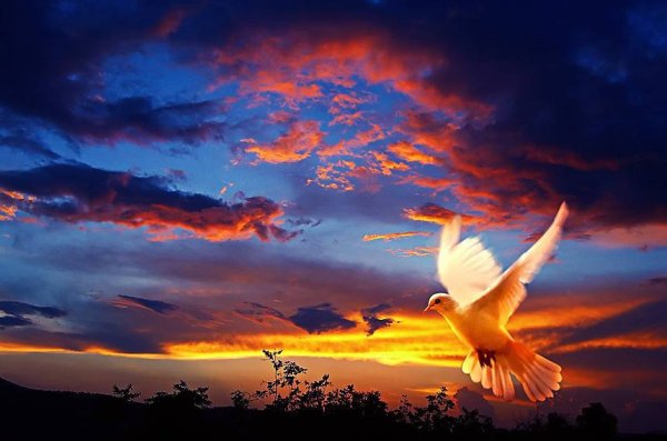 Голубь в лучах солнца