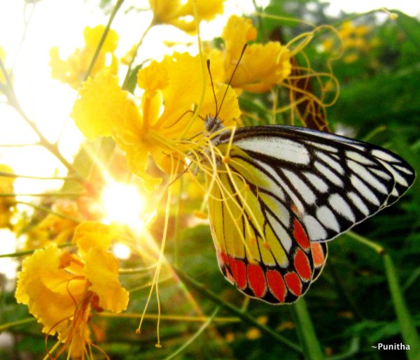 Лето природа бабочки