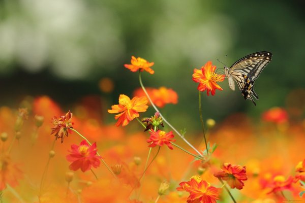 Бабочки летают над лугом