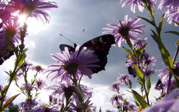 Бабочки на Поляне