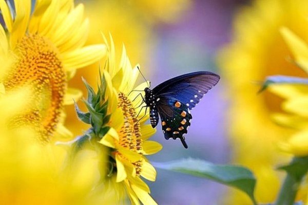 Лето цветы бабочки