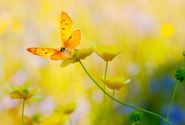 Луг с цветами и бабочками