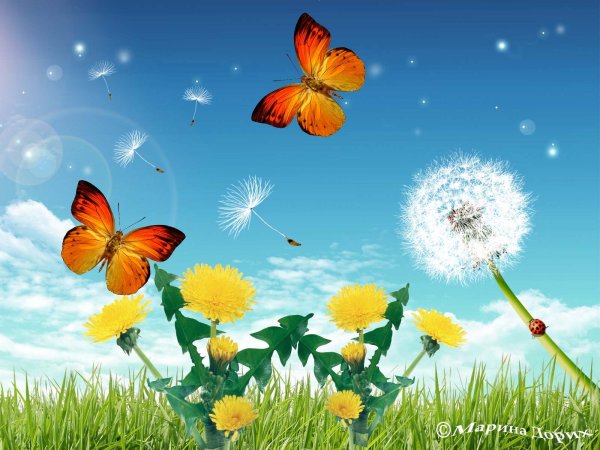 Нежные бабочки на цветах