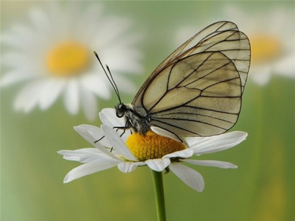 Оранжевый фон с бабочками