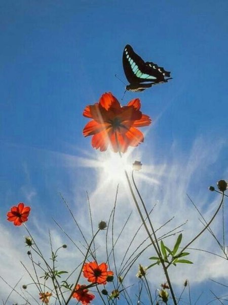 Бабочки ночью