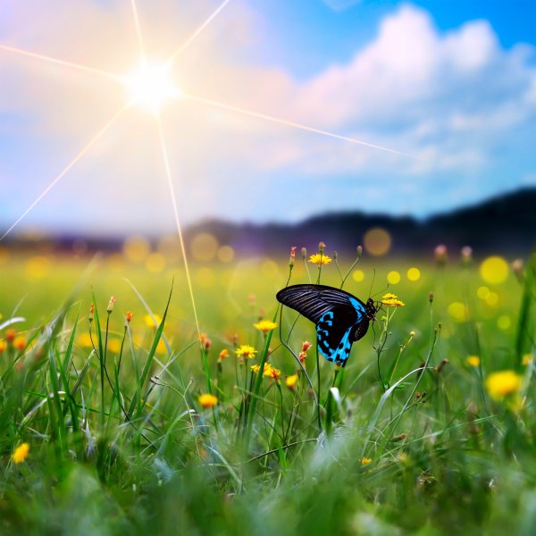 Лето одуванчики