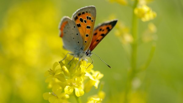 Бабочки на лугу