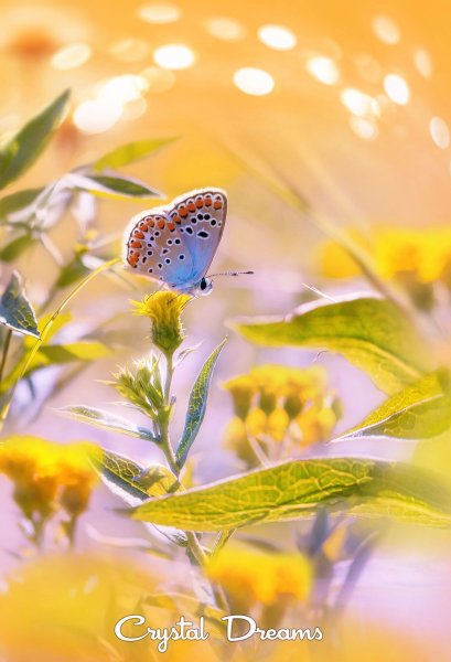 Бабочки весной