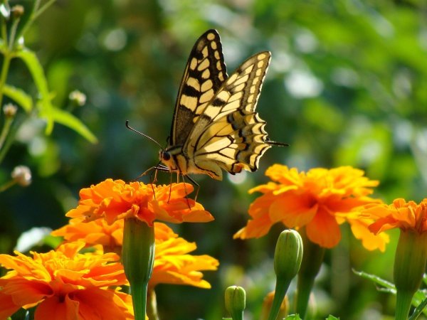Pushkar Flowers Sunny Flora 100 грамм