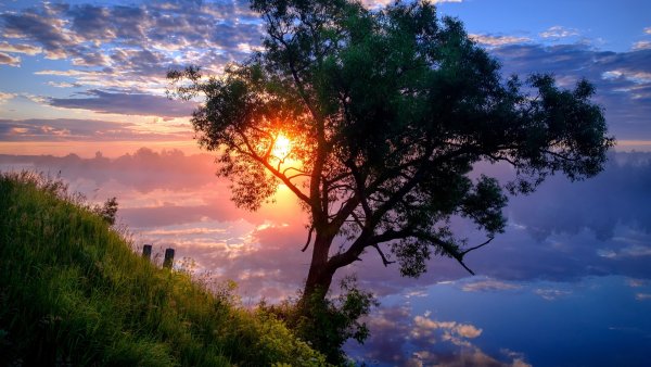 Солнце сквозь деревья