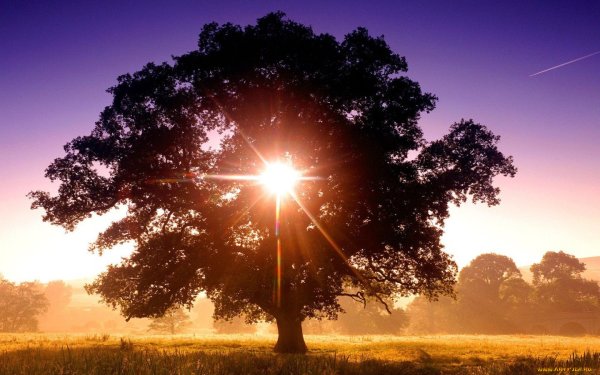 Одинокое дерево на закате