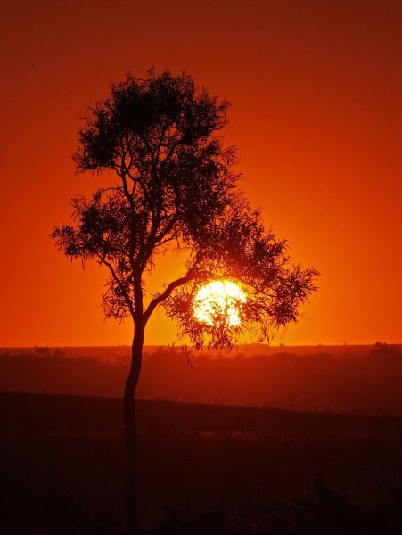 Дерево в лучах солнца