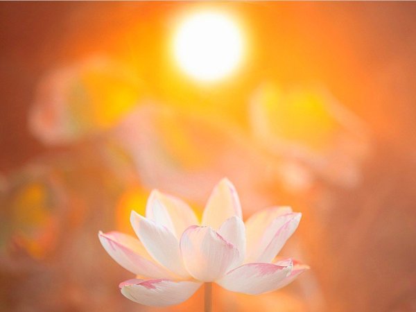 Лотос и солнце