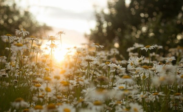 Поле ромашек