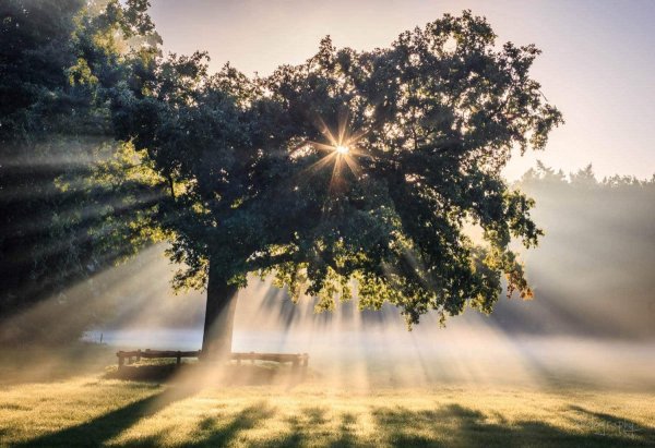 Летнее дерево