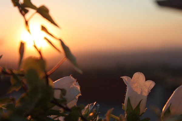 Нежные цветы на закате