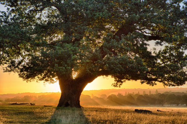 Природа деревья