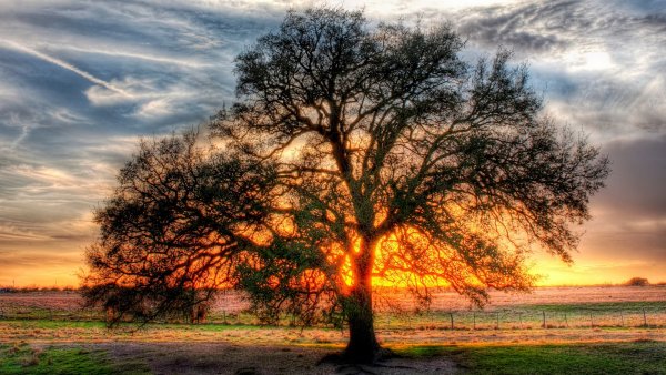 Одинокое дерево