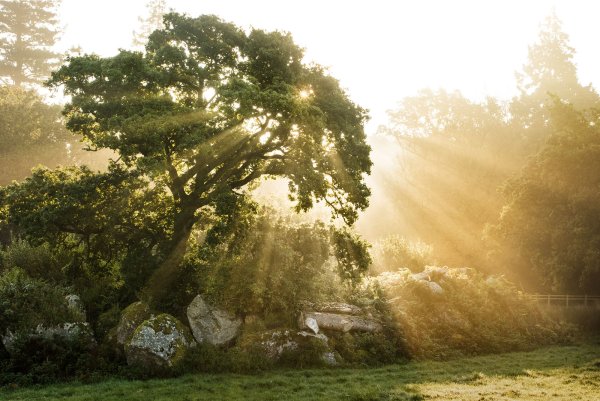 Саванна Калахари дерево