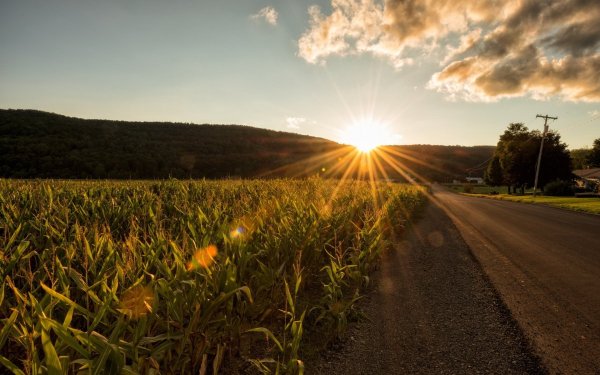 Дорога поле солнце