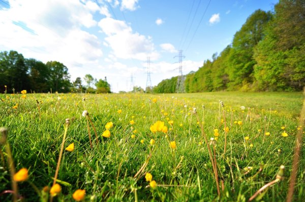 Поляна лучи солнца