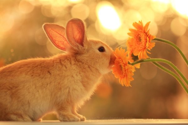 День солнечных зайчиков