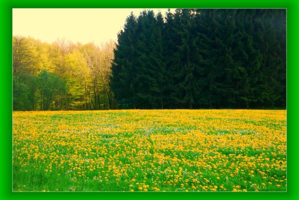 Времена года лето