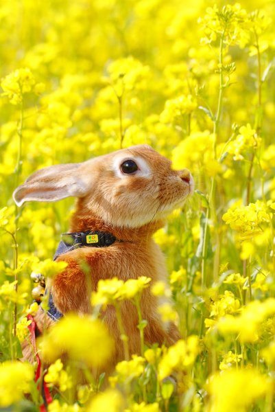 Зайчик весной