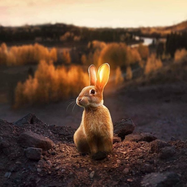 Солнечный зайчик