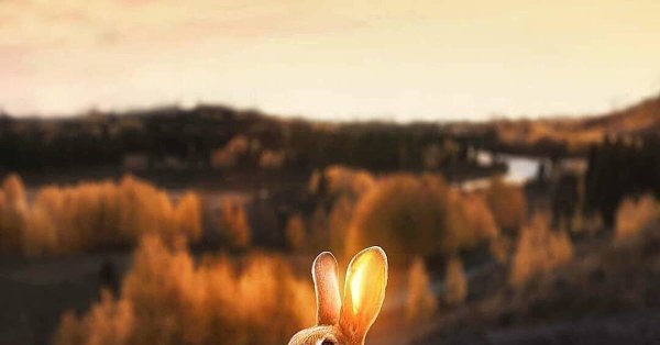 Заяц и солнце