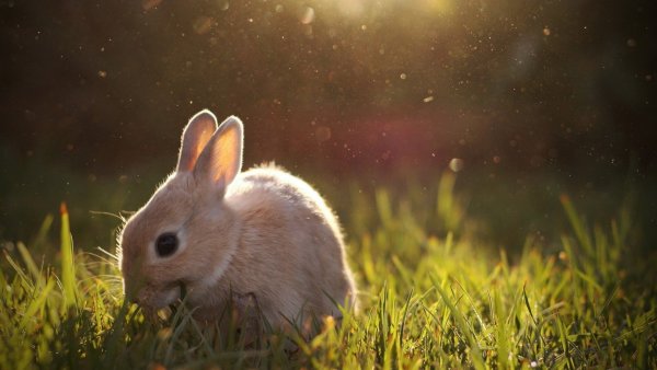 Заяц на фоне заката