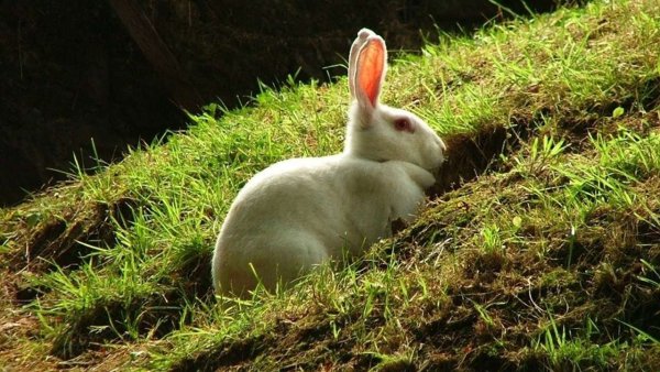 Животные на рассвете