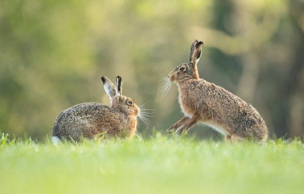 Заяц на снегу