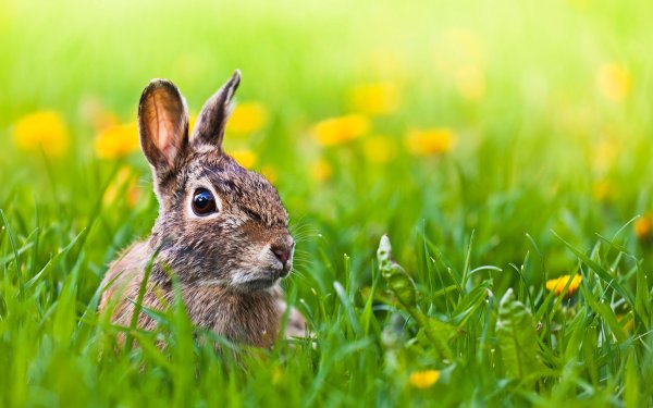 Рыжий зайчик