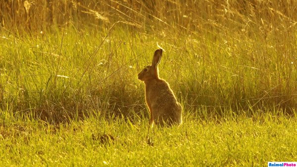 Картинки на рабочий стол кролики