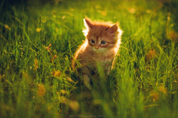 Рыжий котенок на солнце