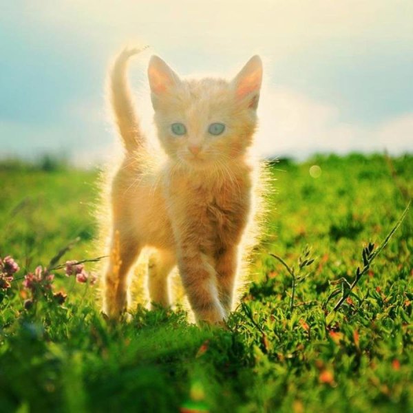 Солнечная кошка