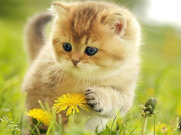 Милые солнечные котики